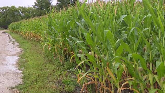 Rain pleases West Bend Meadowbrook pumpkin farmer: 'It soaked in'