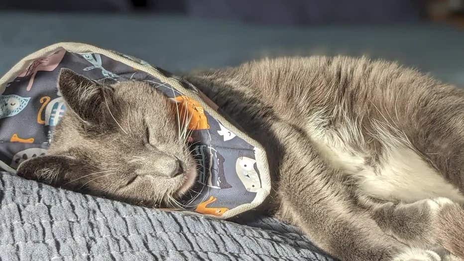 Bestrated pet insurance