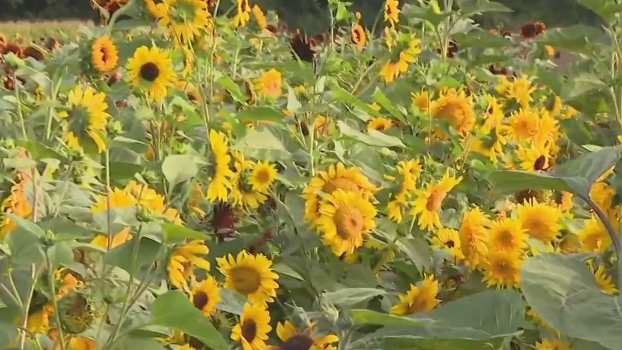 4th annual Apple & Sunflower Fest returns; activities for all ages - Vimarsana News