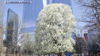 Waukesha still waiting for delayed 9/11 'Survivor Tree' seedling