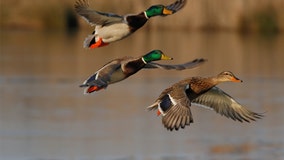 Wisconsin DNR announces goose and duck hunting seasons