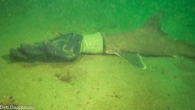 A Connecticut couple rescues a baby shark caught in a work glove