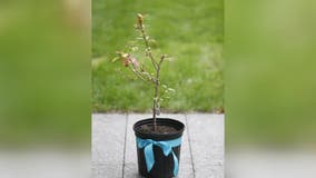 9/11 Survivor Tree; Waukesha gifted seedling, symbol of hope