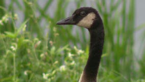 Wisconsin early goose hunting season underway, bag limit applies