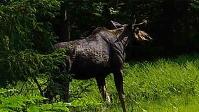 Wisconsin moose sighting, 'rare species' caught on trail camera