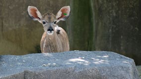 Milwaukee County Zoo: Greater Kudu, Chula, born Aug. 5