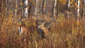 Wisconsin DNR: Help prevent the spread of chronic wasting disease