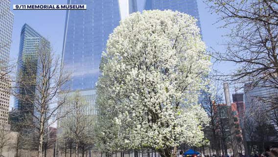 9/11 'Survivor Tree,' Waukesha still waiting for delayed seedling