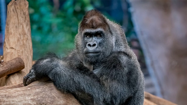 Milwaukee County Zoo silverback gorilla dies at 34