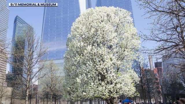 9/11 'Survivor Tree,' Waukesha still waiting for delayed seedling