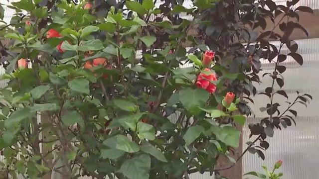 Shady Lane Greenhouse in Menomonee Falls