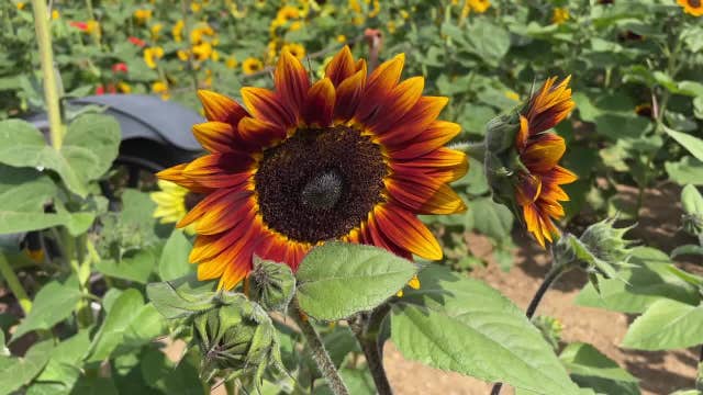 Apple & Sunflower Fest in Colgate returns, activities for all ages