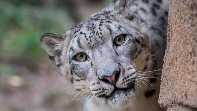Milwaukee County Zoo snow leopard makes debut