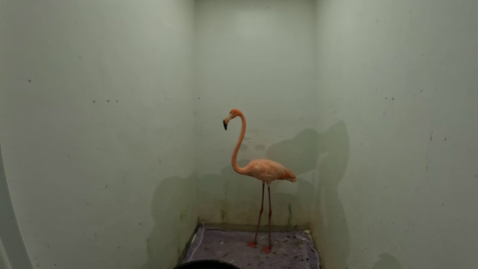 FLAMINGO-6.jpg