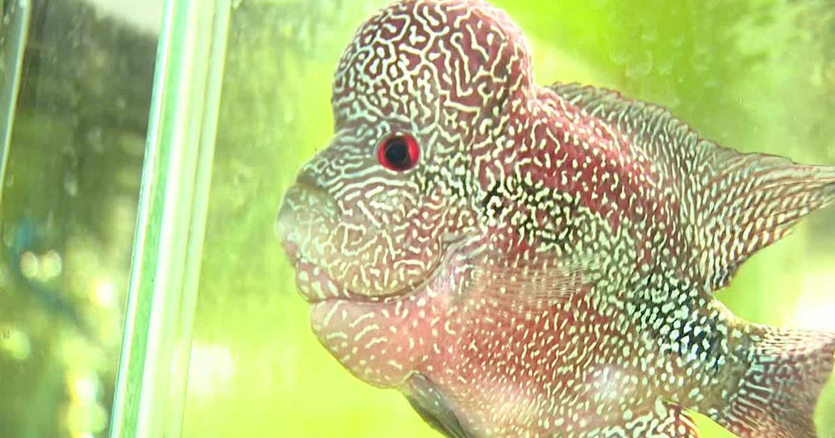 Fish Butler Butler exotic fish store owner says men disputed charge, kept animals ...
