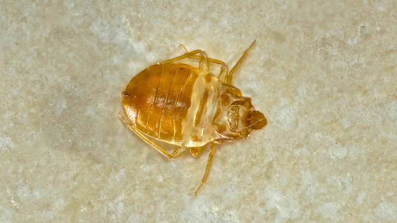 Don’t bring bed bugs home from vacation FOX6 Milwaukee