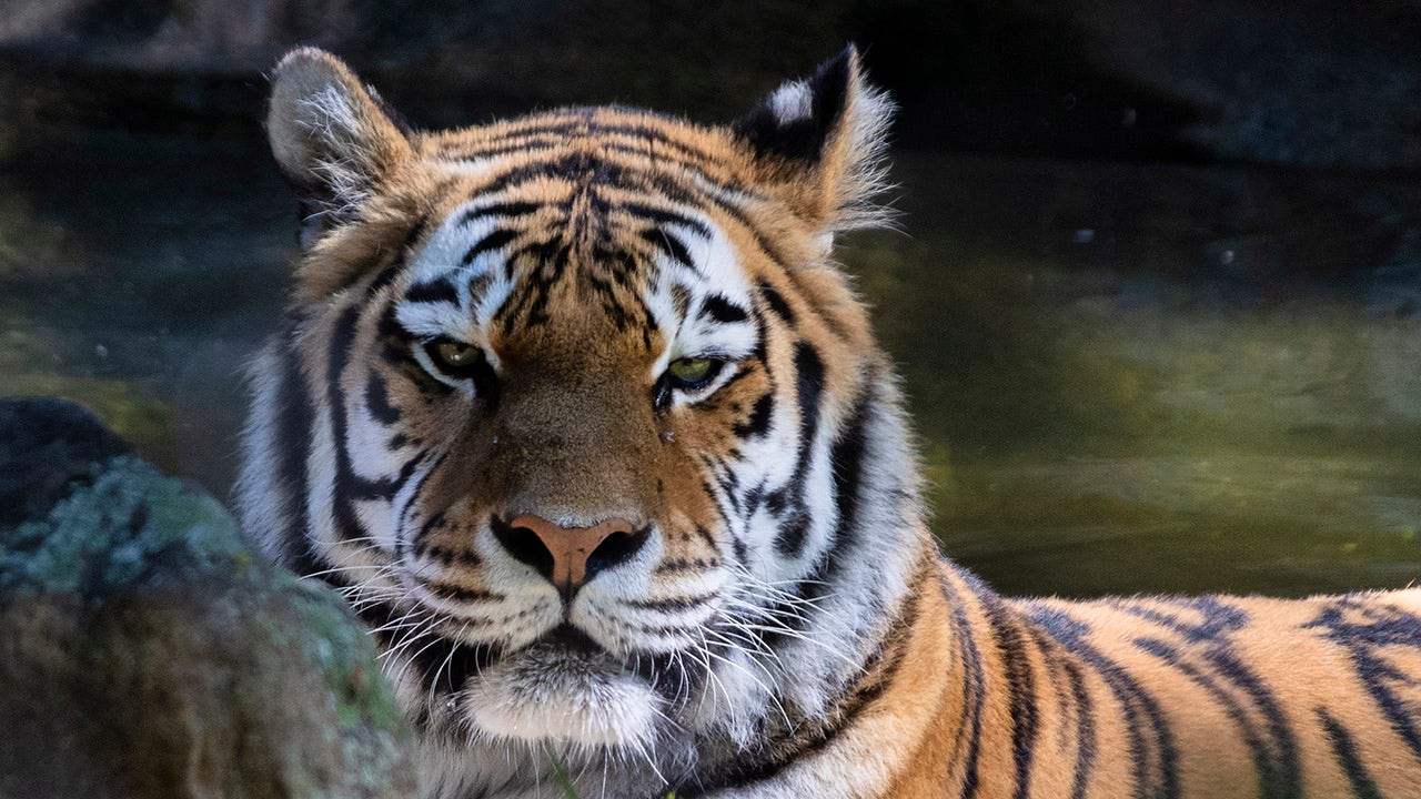 Racine Zoo's new Amur tiger, critically endangered species in wild