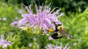 How to attract more bumblebees to your yard