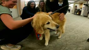Aurora hospital therapy dog retires, makes emotional farewell visit