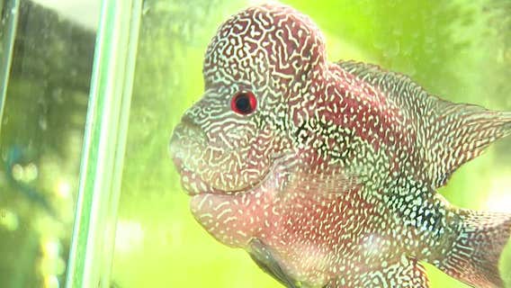 Butler exotic fish store owner says men disputed charge, kept animals