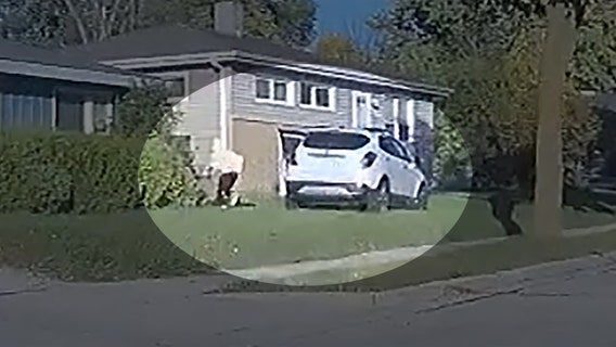 Wauwatosa police chase, driver arrested after K-9 search: video