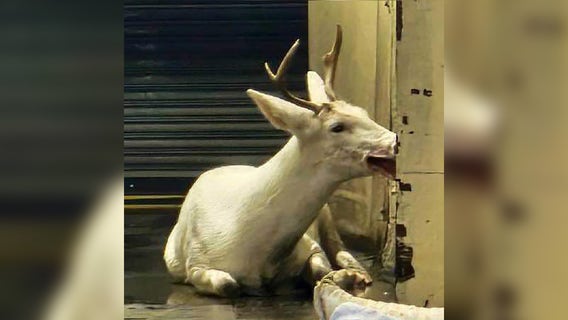 Albino deer at John Deere Horicon plant captured, returned to wild