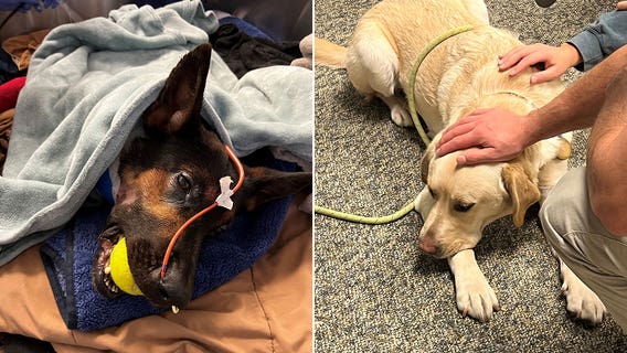 Fond du Lac County K-9 undergoes surgery; yellow lab is hero of day