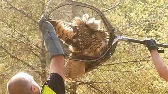 Watch: Spanish police save great horned owl trapped in barbed wire fence
