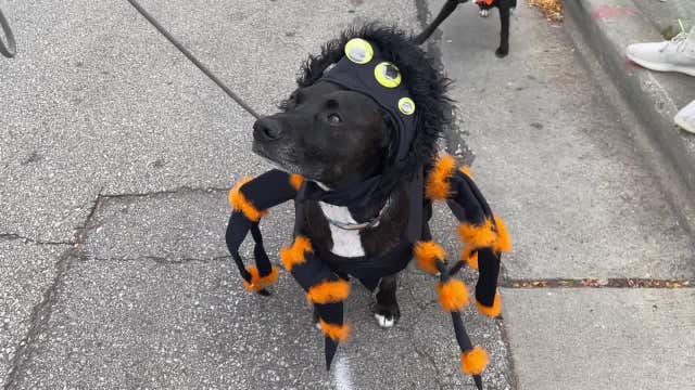 Brady Street Pet Parade, costumed critters strut their stuff
