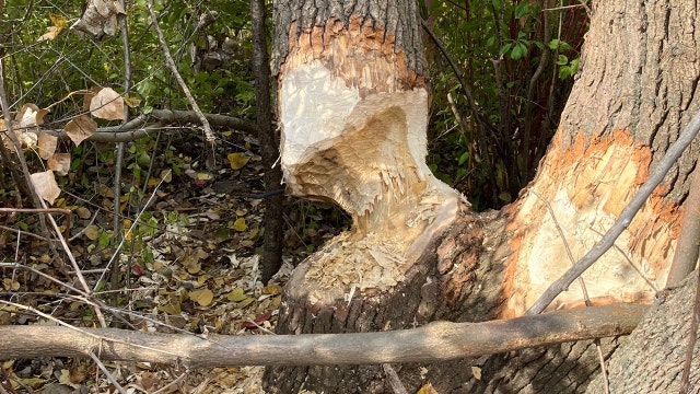 Beaver causes Milwaukee power outage, We Energies says
