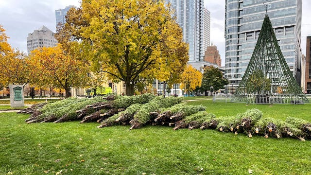 Christmas trees delivered for Milwaukee Holiday Lights Festival