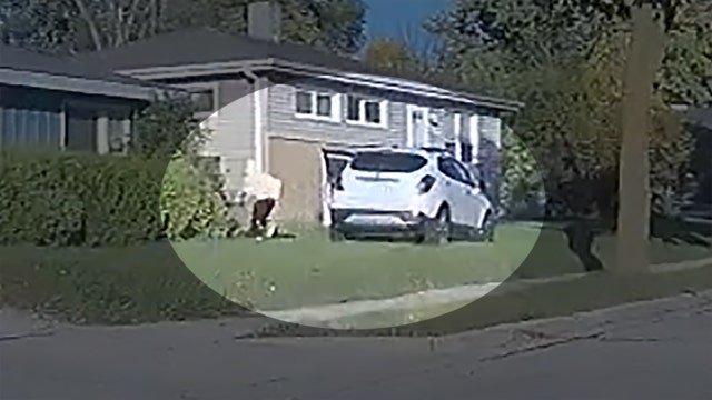 Wauwatosa police chase, driver arrested after K-9 search: video