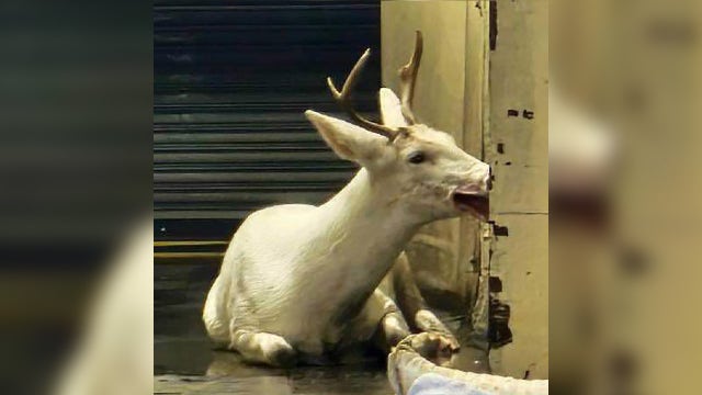 Albino deer at John Deere Horicon plant captured, returned to wild