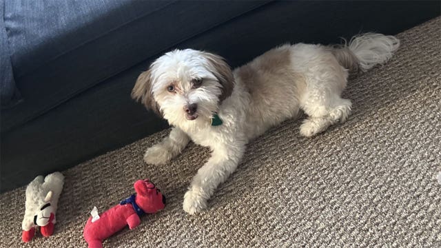 Milwaukee carjacking; victim's vehicle taken with dog, pet safe