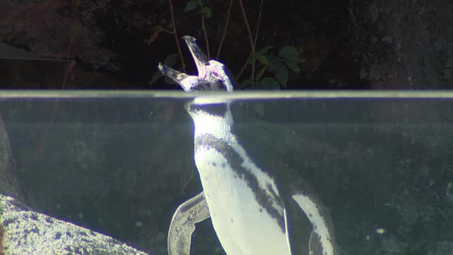 Milwaukee County Zoo: penguins taking over Groundhog Day duties