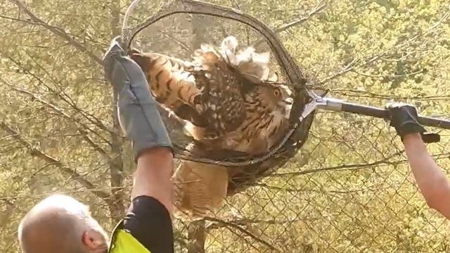 Watch: Spanish police save great horned owl trapped in barbed wire fence