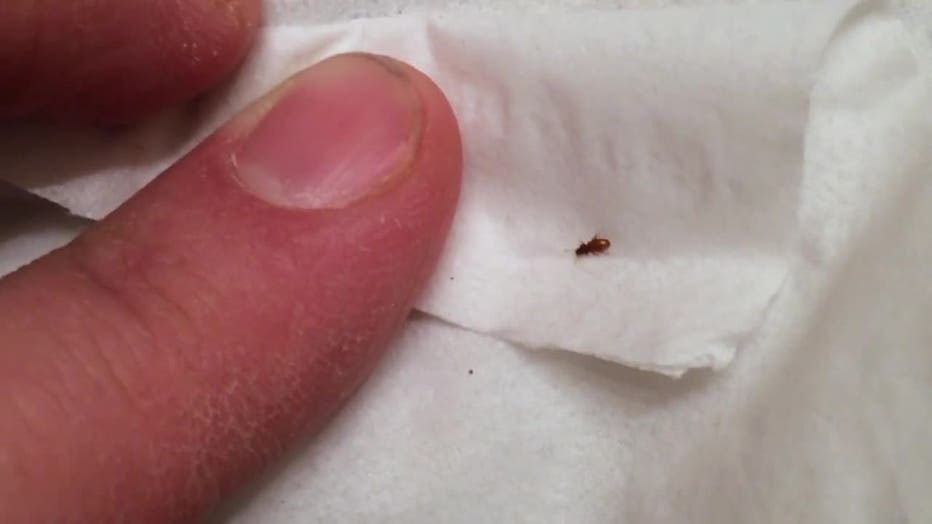 Don’t bring bed bugs home from vacation