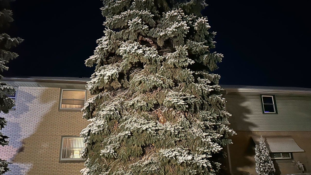 City of Milwaukee Christmas tree harvested; 38-foot Colorado Blue Spruce