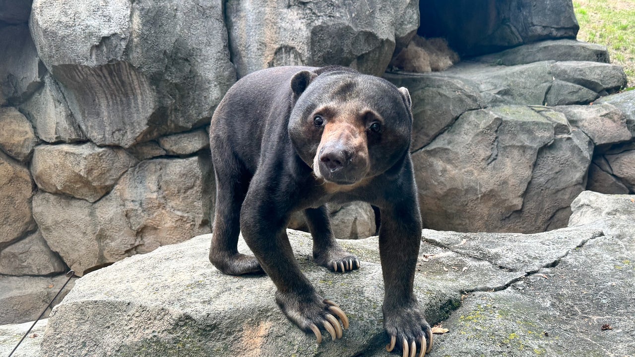 Racine Zoo welcomes 'Fong' the sun bear | FOX6 Milwaukee
