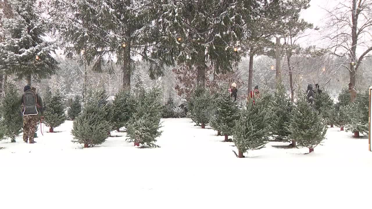Snowy weather brings families out for Christmas tree shopping - Vimarsana News