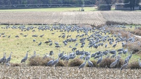 Sandhill cranes gathering in Wisconsin, migrating south