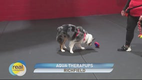 Aqua Therapups & Cold Nose Canine; Offering fun and training for dogs