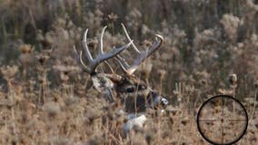 Wisconsin gun deer hunt forecast; what to expect this weekend