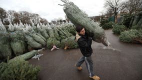 Christmas tree prices up 10% since last year, American Christmas Tree Association says