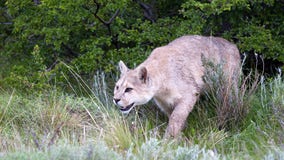 Cougar killed; Wisconsin wildlife officials won't seek charges