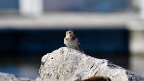 Snow buntings returning to Wisconsin; our most northern songbird