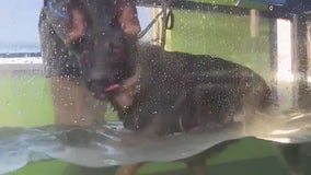 Aqua Therapups in Richfield; therapeutic, fun-based swimming for dogs