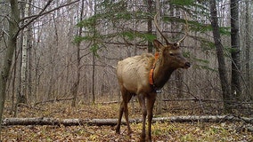 Wisconsin elk hunt 2023, DNR announces results of 6th season