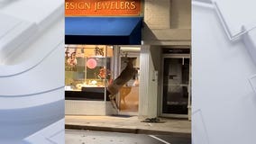 Deer attacks doors; West Bend business owner captures video
