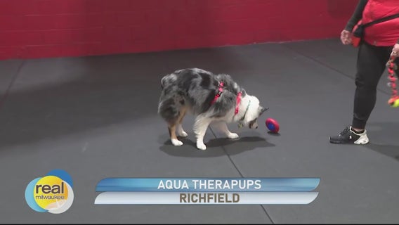Aqua Therapups & Cold Nose Canine; Offering fun and training for dogs